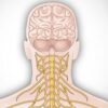 Learn Anatomy: Human Neuroanatomy online by edX