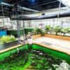 Learn Aquaponic – the circular food production system online by edX