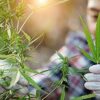 Learn Cannabis Cultivation and Processing online by edX