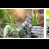 Learn Cannabis Science and Industries: Seeds to Needs online by edX