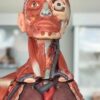 Learn Fundamentos de anatomía y técnica quirúrgica básica online by edX