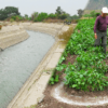 Learn Irrigation Efficiency: more food with less water online by edX