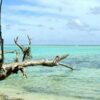 Learn Tropical coastal ecosystems online by edX