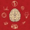 Neurocincia aplicada aos negcios | Teaching & Academics Social Science Online Course by Udemy