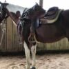 Western Saddle Fit for Horse & Rider | Personal Development Other Personal Development Online Course by Udemy