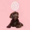 Hundepsychologie von A bis Z | Teaching & Academics Social Science Online Course by Udemy