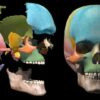 anatomy-of-head | Teaching & Academics Online Education Online Course by Udemy