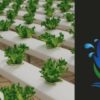 Aquaponics Farming & Gardening + Design Case Study | Teaching & Academics Other Teaching & Academics Online Course by Udemy
