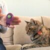Carrier Train Your Cat | Personal Development Other Personal Development Online Course by Udemy