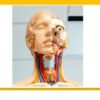 Human Anatomy: Arterial supply of Head and Neck | Teaching & Academics Other Teaching & Academics Online Course by Udemy