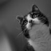 Einfhrung Katzenverhalten - Verstehen Sie Ihre Katze | Teaching & Academics Other Teaching & Academics Online Course by Udemy