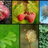 General Science - Diversity and Biology of Plants | Teaching & Academics Science Online Course by Udemy