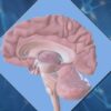 Anatoma humana: Neuroanatoma | Teaching & Academics Science Online Course by Udemy