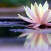 Aprende a aplicar el Mindfulness a tu vida diaria! | Personal Development Religion & Spirituality Online Course by Udemy