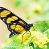 Butterfly You: Self Transformation 2.0 - A Change Journey | Personal Development Personal Transformation Online Course by Udemy