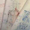 Drawing the torso: Skeleton