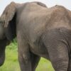 Learn the Plight of Africa Elephants from an expert | Teaching & Academics Online Education Online Course by Udemy