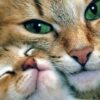 Gua completa que te ayudar saber todo sobre los gatos | Teaching & Academics Other Teaching & Academics Online Course by Udemy
