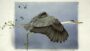 Disegno e acquerello naturalistico - Gli uccelli | Teaching & Academics Online Education Online Course by Udemy