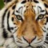 Tiger Reiki | Personal Development Personal Transformation Online Course by Udemy