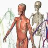 Hierarchy of the human body | Teaching & Academics Science Online Course by Udemy