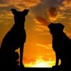 Natural & Holistic Pet Care (Dog