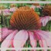 Watercolours and Photography of Coneflowers | Lifestyle Arts & Crafts Online Course by Udemy