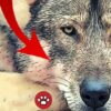 WOLVES The DOG Ancestors - Learning Animals Nature Dog Human | Lifestyle Other Lifestyle Online Course by Udemy