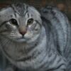 ngstlichen Katzen helfen | Lifestyle Pet Care & Training Online Course by Udemy