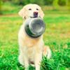 Natural Dog Nutrition & Wellbeing - Nature Knows Best! | Lifestyle Pet Care & Training Online Course by Udemy