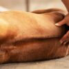 Dog Massage Training Course | Lifestyle Pet Care & Training Online Course by Udemy