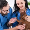 Asistente Veterinario | Lifestyle Pet Care & Training Online Course by Udemy