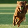 Adestramento Animal - Etiqueta Canina Modulo 1 | Lifestyle Pet Care & Training Online Course by Udemy