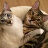 Konfliktlsung im Mehrkatzenhaushalt | Lifestyle Pet Care & Training Online Course by Udemy