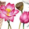 Paint Realistic Watercolour and Botanicals - LOTUS | Lifestyle Arts & Crafts Online Course by Udemy