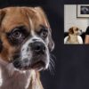 Pet Photography Masterclass | Photography & Video Other Photography & Video Online Course by Udemy