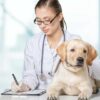 Mentorship At Work For Veterinarians | Business Industry Online Course by Udemy