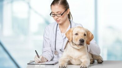 Mentorship At Work For Veterinarians | Business Industry Online Course by Udemy