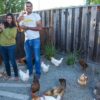 Raising Backyard Chickens | Lifestyle Pet Care & Training Online Course by Udemy