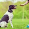 Adestramento de Ces: O Guia Completo | Lifestyle Pet Care & Training Online Course by Udemy