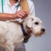 Curso Bsico de Peluquera Canina | Lifestyle Pet Care & Training Online Course by Udemy