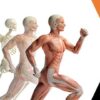 Sistema Esqueltico - Anatomia Humana | Health & Fitness General Health Online Course by Udemy