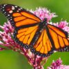Attract Monarch Butterflies to your Garden | Lifestyle Other Lifestyle Online Course by Udemy