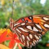 Attracting Florida's Longwing Butterflies | Lifestyle Home Improvement Online Course by Udemy