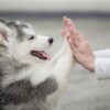 Train Your Puppy and Learn to Take Care of Your Dog | Lifestyle Pet Care & Training Online Course by Udemy