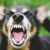 Dog Aggression Fighting & Biting | Lifestyle Pet Care & Training Online Course by Udemy