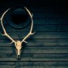 Twelve Months to Elk Hunting | Lifestyle Travel Online Course by Udemy
