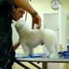 Curso de peluquera canina | Lifestyle Pet Care & Training Online Course by Udemy