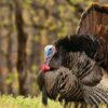 Turkey Hunting 101 | Lifestyle Other Lifestyle Online Course by Udemy