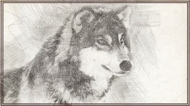 Cmo dibujar Animales - Dibujo artstico | Lifestyle Arts & Crafts Online Course by Udemy